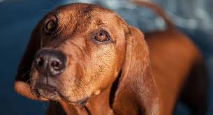 Usda licensed commercial breeders account. Redbone Coonhound The All American Hunting Dog