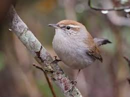 Image result for Warneckea bequaertii