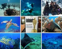 Check spelling or type a new query. Dive Oahu Padi Five Star Career Development Center Cdc In Oahu Hawaii Reef Sharks Diving Oahu