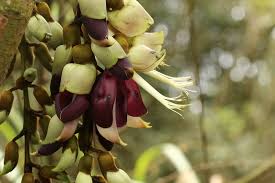 Image result for Mucuna poggei