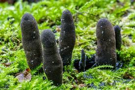 Police have been called to forests around the world at one point it will shoot out its spores from the tip of the finger to pollinate the forest with its spores and keep the fungus alive. Dead Man S Fingers Fungi Xylaria Polymorpha Dead Man Fungi Cactus Plants