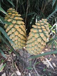 Image result for Encephalartos villosus
