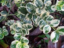 Image result for Carissa