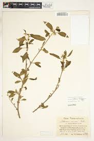 Image result for Solanum tettense