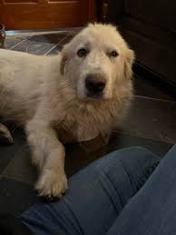 A local animal shelter is