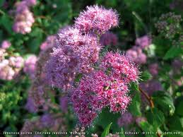 Image result for Rhodopentas