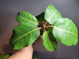 Image result for Ficus lutea