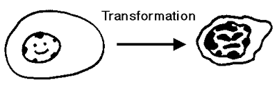 For transformation to take place. Neoplasia
