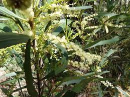 File Acacia Obtusifolia 3 Jpg Wikimedia Commons