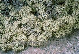 Image result for Cladina  stellaris