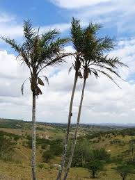 Image result for Syagrus