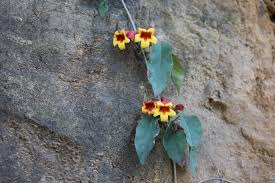 Crossvine, Bignonia capreolata is...