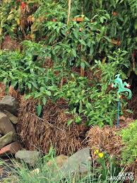 You can either create holes in the hay or plant on top of the bale. Straw Bale Gardening Learn How To Grow Vegetables In Straw Bales