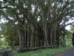 Image result for Ficus tremula