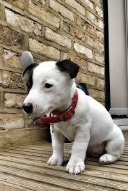 Cute Dog Overload Kittens And Puppies Dogs Puppies