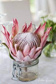 Simple Country Elegance Stanford Valley Wedding Protea Flower African Christmas Protea