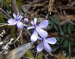 Image result for Lobelia chireensis