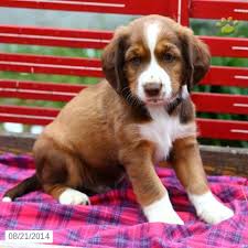 .springer spaniels for sale in wisconsin, english springer spaniels for sale in wyoming, english springer spaniels for sale in united states, springer spaniels, ess if we do not have any english springer spaniel puppies for sale today you can always get on the waiting list for a future litter. Blaze Springer Spaniel Mix Puppy For Sale In Honey Brook Pa Mixed Puppies Puppies Puppies For Sale