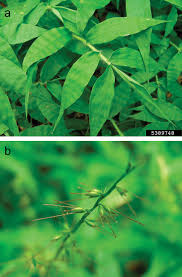 Image result for Oplismenus undulatifolius