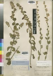 Image result for Tinnea apiculata