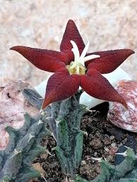 Image result for Piaranthus atrosanguineus