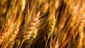 Agriculture And Crops A Focus On Wheat Cultivation