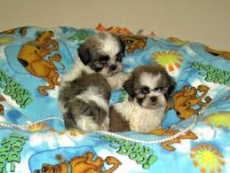 How much do shih tzu puppies cost? Imperial Shih Tzu Puppies For Sale In Jacksonville Florida Classified Americanlisted Com