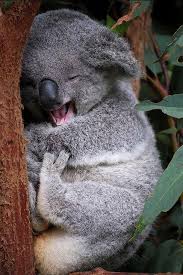 If You Could Be Any Animal In The Wild Who Would You Choose To Be And Why Targonazoosydney Happy Animals Cute Animals Koala