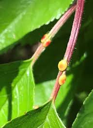 Image result for Nectaropetalum