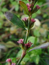 Image result for Polygonum aviculare