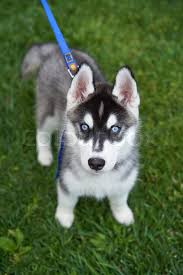 Minimum of 4 dogs earning titles. Puppy Siberian Husky Black And White Stock Image Colourbox