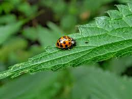 We did not find results for: Best 500 Bug Pictures Download Free Images On Unsplash