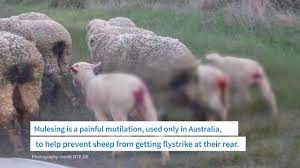 At the same time, the tail is also ringed with an elastic ring, which causes. Woolwithabutt Towards A Non Mulesed Future Four Paws Www Four Paws Org Youtube