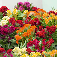 Image result for Celosia elegantissima