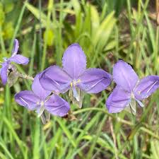 Image result for Polystachya hastata