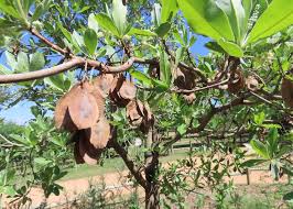 Image result for Terminalia sericea