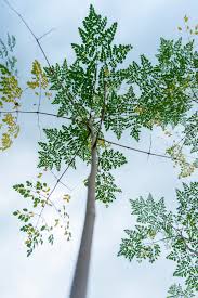 Image result for Moringa