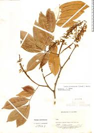 Image result for Crudia