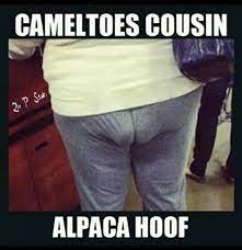 Moose knuckle=camel toe with balls. Camel Tows
