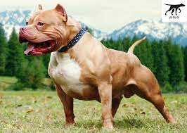 Pitbull là một giống chó nhà có nguồn gốc từ châu mỹ, được nuôi ở anh và nuôi để làm vật giữ nhà và cũng được. Mua Ban Cho Pitbull Táº¡i Ä'a Náºµng