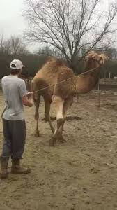 The best part is that you get to pick which animals we bring! G J Traveling Petting Zoo Home Facebook