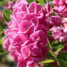 Image result for Margaretta rosea