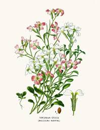 Image result for Malcolmia maritima