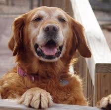 Maybe you would like to learn more about one of these? Top 10 Puppy Mill Dogs Who Found Hope In 2013 Petfinder Foundation
