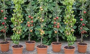 We have labeled our trees to be 'dwarf' if they mature to be about. Patio Pillar Fruit Trees 67 Off Groupon Goods