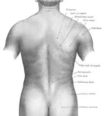 The rear of the body; Posterior Median Line Wikiwand