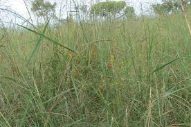 Image result for Eriosema lebrunii