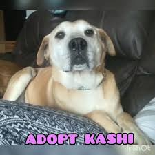 Find non shedding puppies in dogs & puppies for rehoming | find dogs and puppies locally for sale or adoption in ontario : Mountain Pet Rescue Asheville Home Facebook