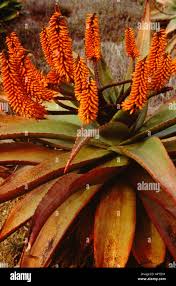 Image result for Aloe cameronii × greatheadii