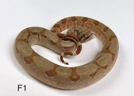 Well bloods are normally really grumpy! Bhb Reptiles T Albino Super Sunglow Central American Facebook